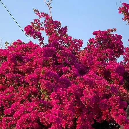 Kenza * Sarande